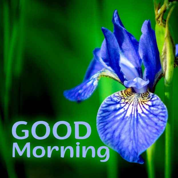 Beautiful morning with beautiful Good Morning flowers Images - Good Morning Images, Quotes, Wishes, Messages, greetings & eCard Images