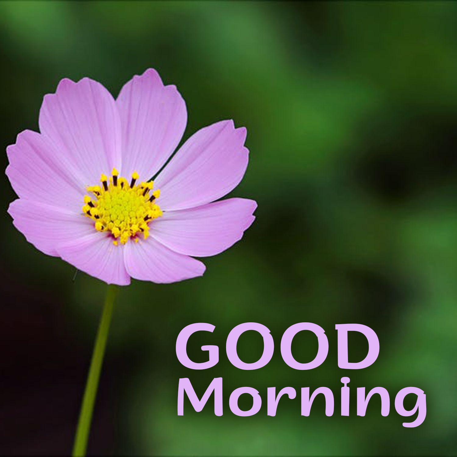 Brighten up the day of your friends with Good Morning flowers Images ...