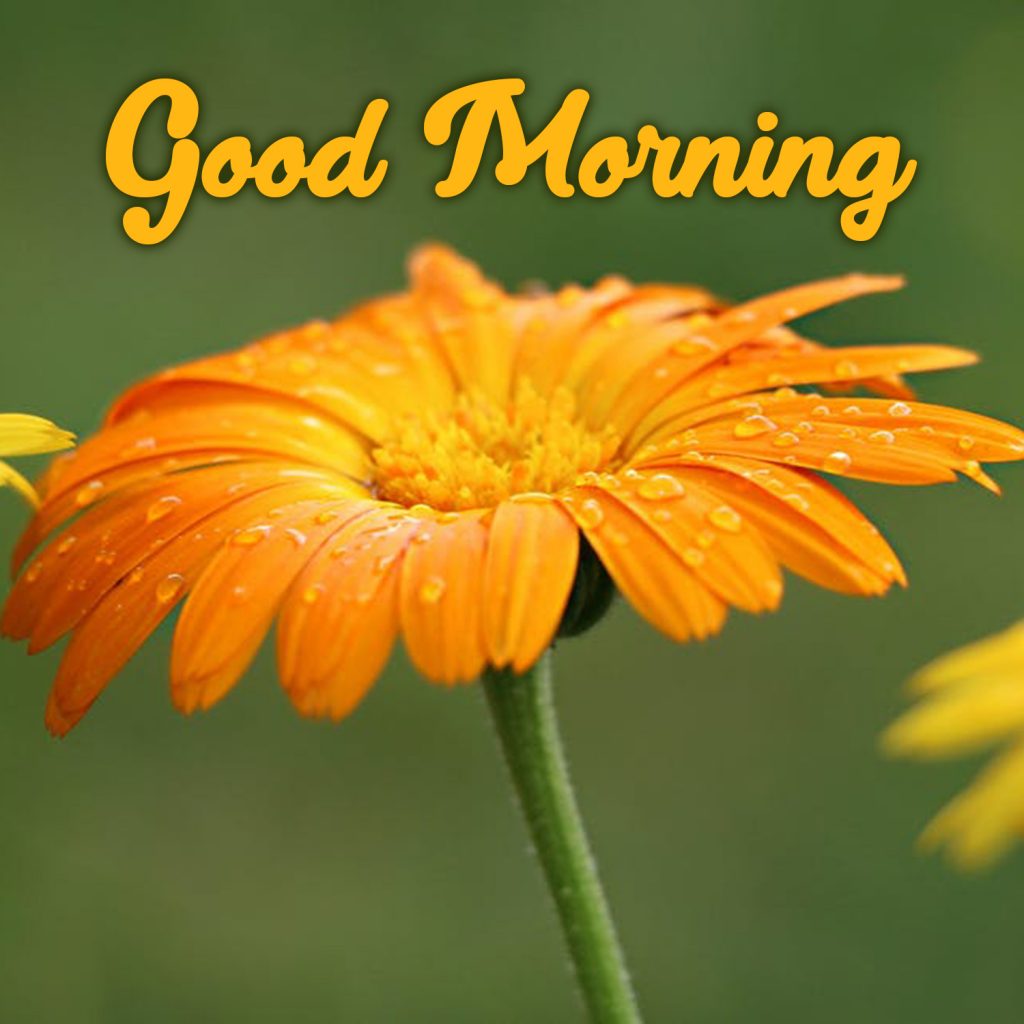 Download and share amazing Good Morning flowers Images - Good Morning ...