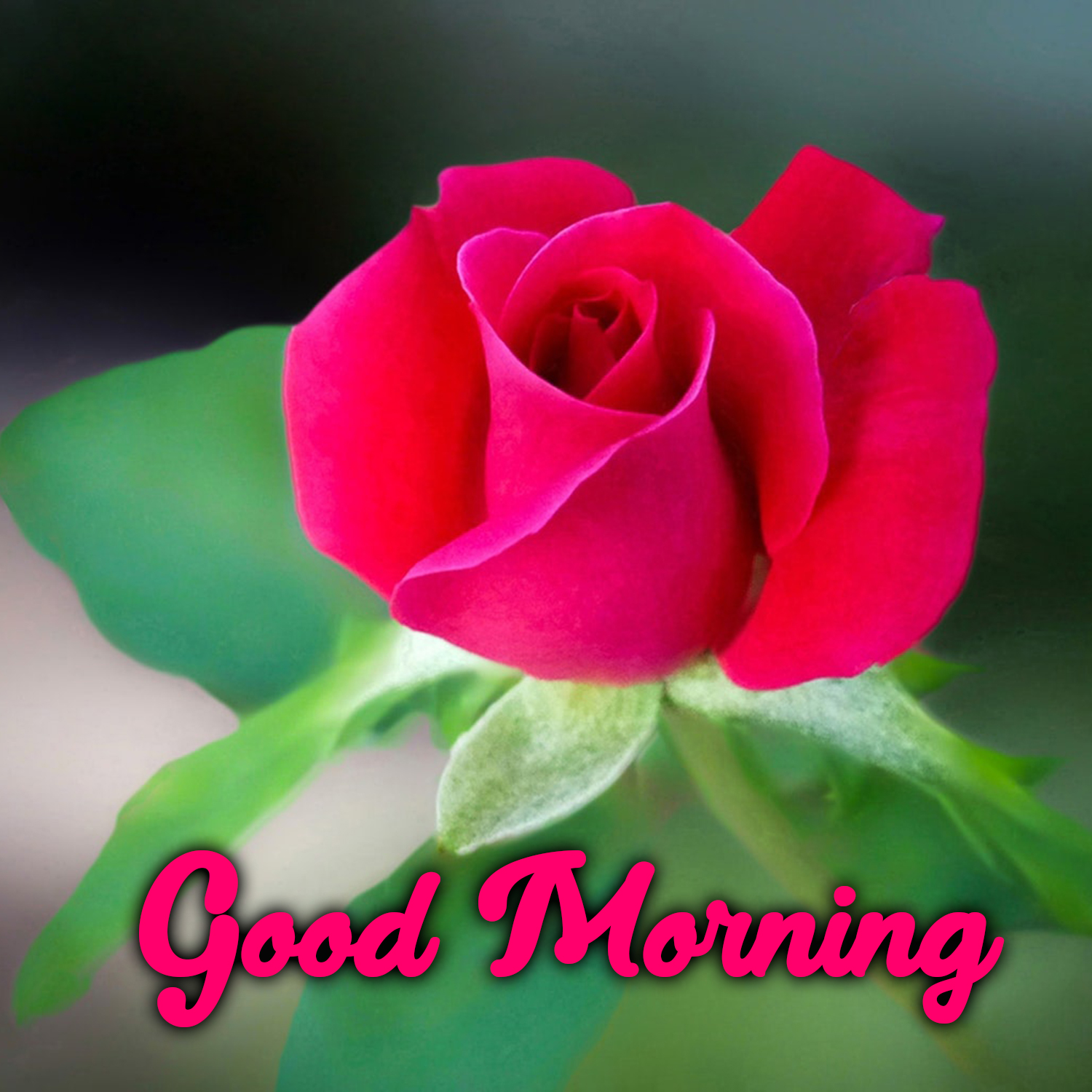 Easily Downloadable Good Morning love images - Good Morning Images, Quotes,  Wishes, Messages, greetings & eCards