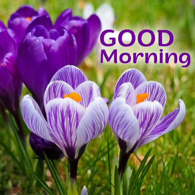 Free and Stunning Good Morning flowers Images for everyone - Good Morning Images, Quotes, Wishes, Messages, greetings & eCard Images