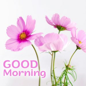 Make people happy by sending lovely Good Morning flowers Images - Good ...