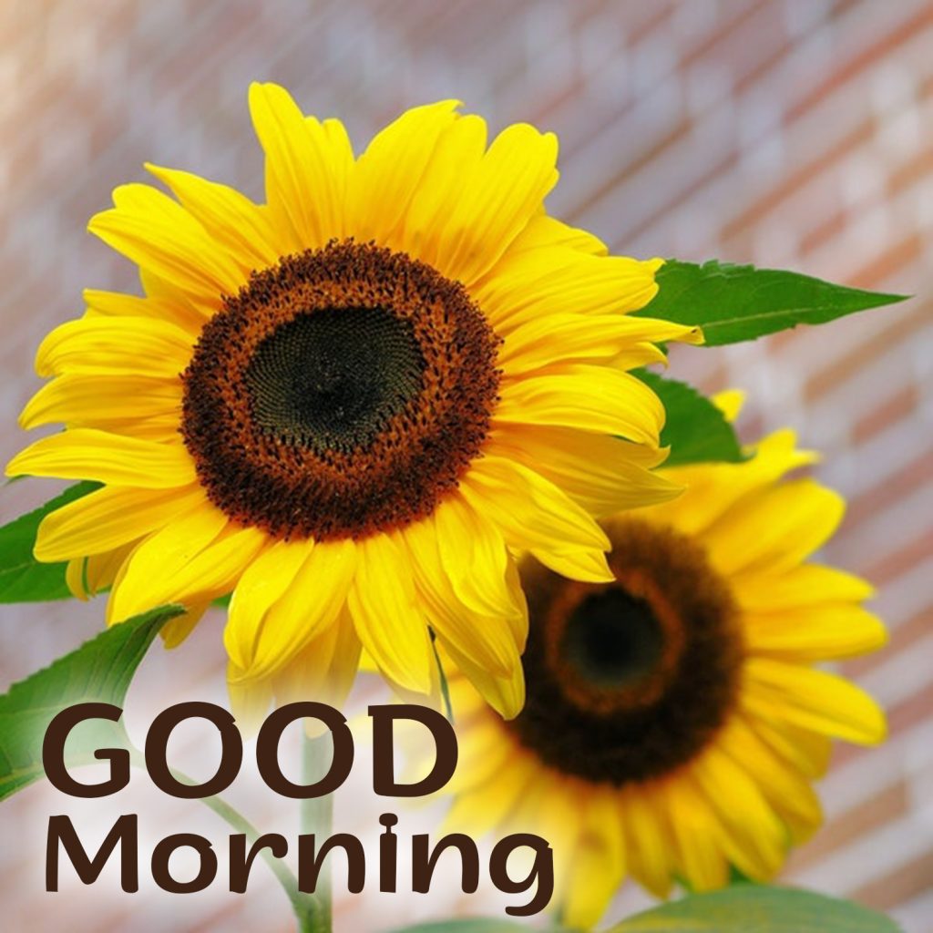 Send Good Morning Flowers Images with your sweetheart - Good Morning ...