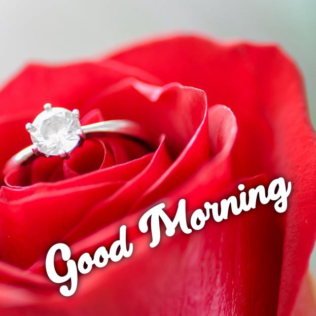 Send Gorgeous Good Morning flowers Images to your loved ones - Good Morning Images, Quotes, Wishes, Messages, greetings & eCard Images