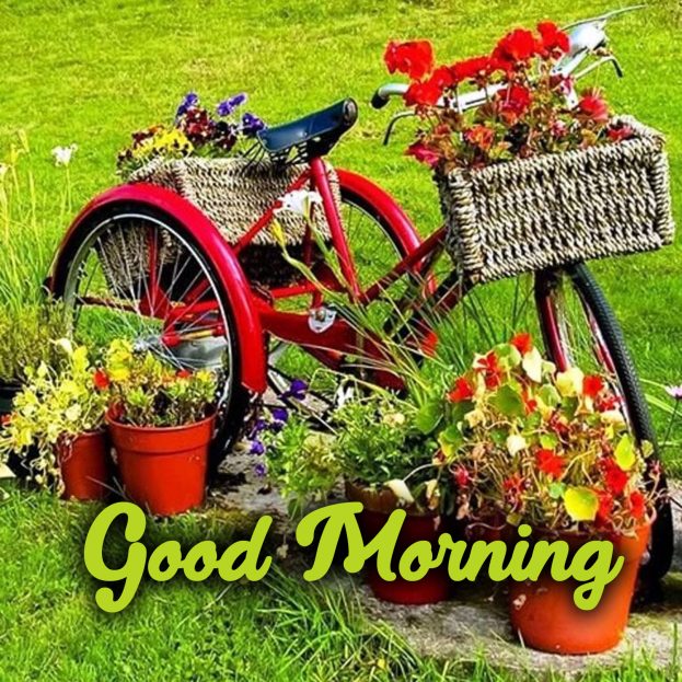 Use Good Morning flowers Images to appreciate your partner - Good Morning Images, Quotes, Wishes, Messages, greetings & eCard Images
