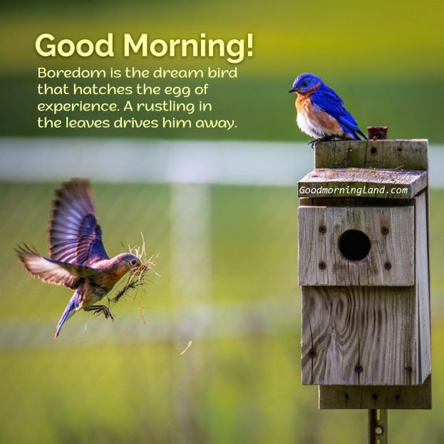 Amazing Good Morning Birds Images for friends and Family - Good Morning Images, Quotes, Wishes, Messages, greetings & eCard Images