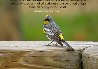 Amazing collection of Good Morning Birds Images and Quotes - Good Morning Images, Quotes, Wishes, Messages, greetings & eCard Images