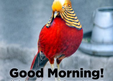 Appreciate your love by sending Good Morning message Images - Good Morning Images, Quotes, Wishes, Messages, greetings & eCard Images