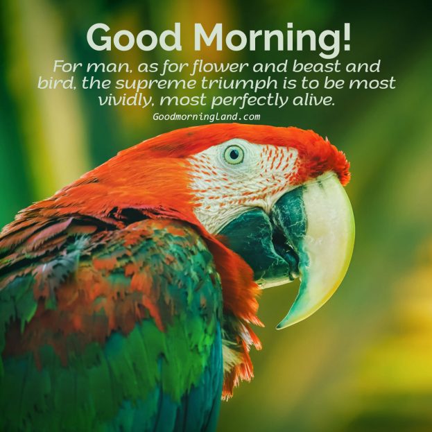 Best Good Morning Birds Images for you to share - Good Morning Images, Quotes, Wishes, Messages, greetings & eCard Images