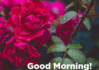 Collection of Good morning flowers with images - Good Morning Images, Quotes, Wishes, Messages, greetings & eCard Images