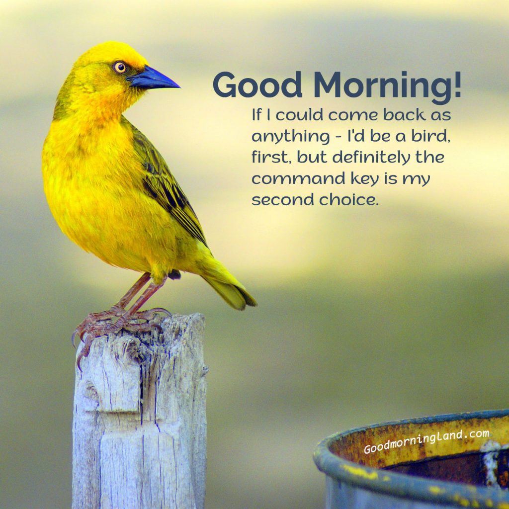 Good Morning Birds Flying Quotes