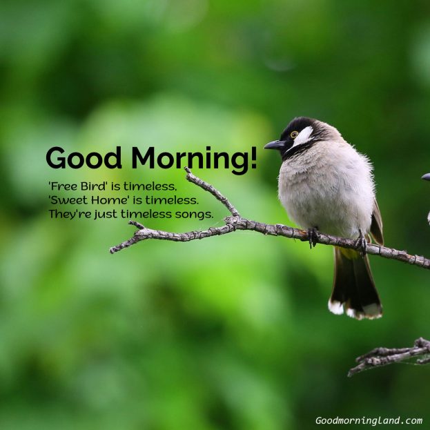 Collection of best Good Morning Birds Images for you - Good Morning Images, Quotes, Wishes, Messages, greetings & eCard Images