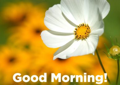 Collection of best Good morning Friday images - Good Morning Images, Quotes, Wishes, Messages, greetings & eCard Images