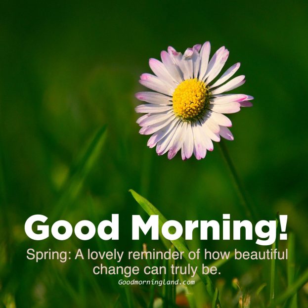 Cute Good morning flowers with images - Good Morning Images, Quotes, Wishes, Messages, greetings & eCard Images