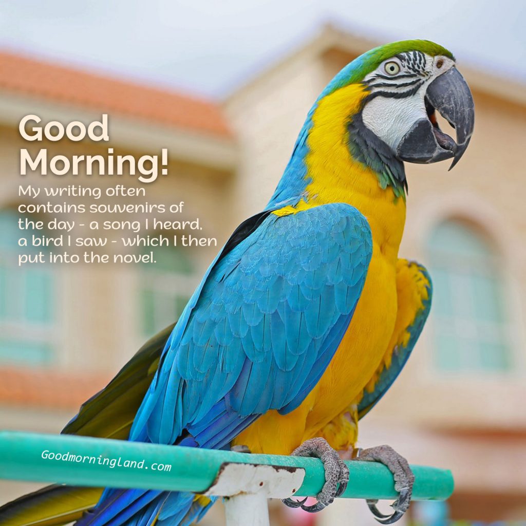 cute-and-lovely-good-morning-birds-images-for-you-good-morning-images