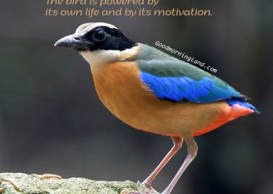 Download and share the lovely Good Morning Birds Images - Good Morning Images, Quotes, Wishes, Messages, greetings & eCard Images
