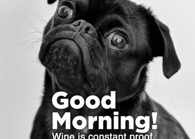 good morning funny gif - Good Morning Images, Quotes, Wishes, Messages,  greetings & eCards