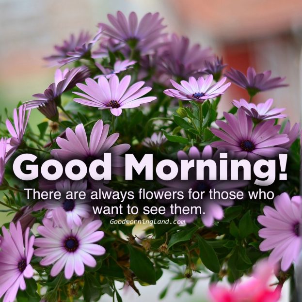 Download image of Good morning flowers with images - Good Morning Images, Quotes, Wishes, Messages, greetings & eCard Images