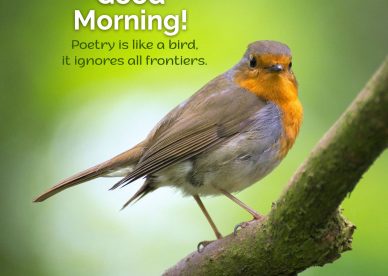 Free and easily shareable Good Morning Birds Images - Good Morning Images, Quotes, Wishes, Messages, greetings & eCard Images