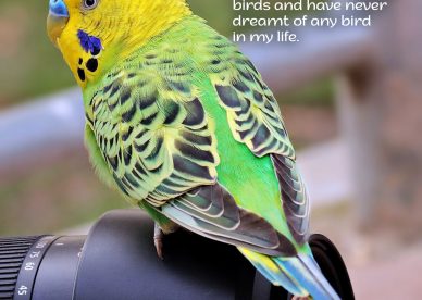 Get the best Good Morning Birds Images for friends and family - Good Morning Images, Quotes, Wishes, Messages, greetings & eCard Images
