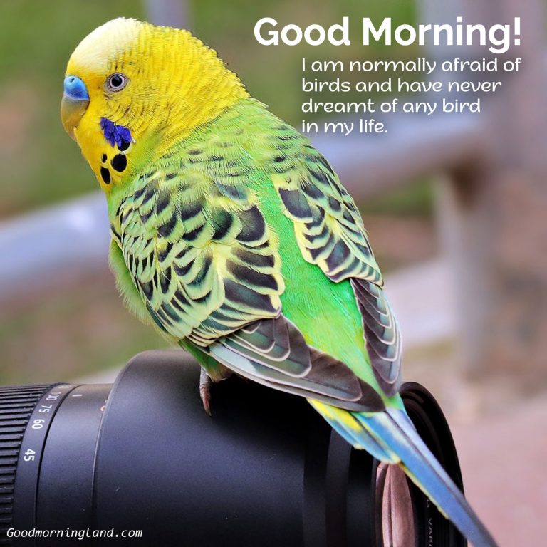 Get the best Good Morning Birds Images for friends and family - Good ...