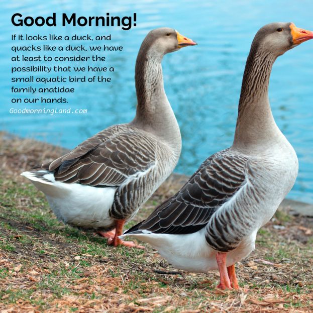 Good Morning Birds Images for Facebook and WhatsApp - Good Morning Images, Quotes, Wishes, Messages, greetings & eCard Images