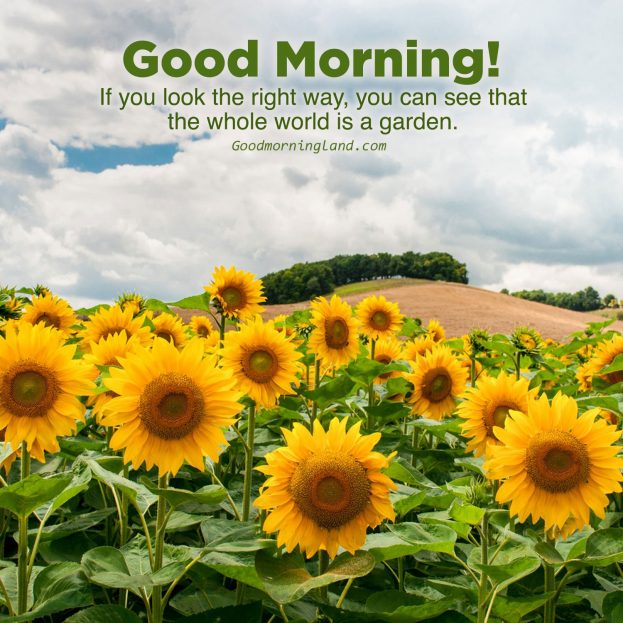 Good Morning with Sunflower images - Good Morning Images, Quotes, Wishes, Messages, greetings & eCard Images