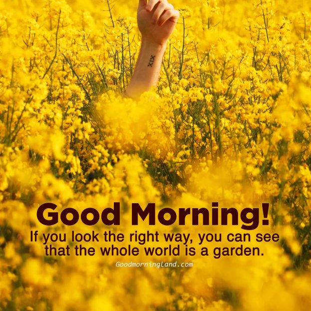 Good morning yellow flower images - Good Morning Images, Quotes, Wishes, Messages, greetings & eCard Images