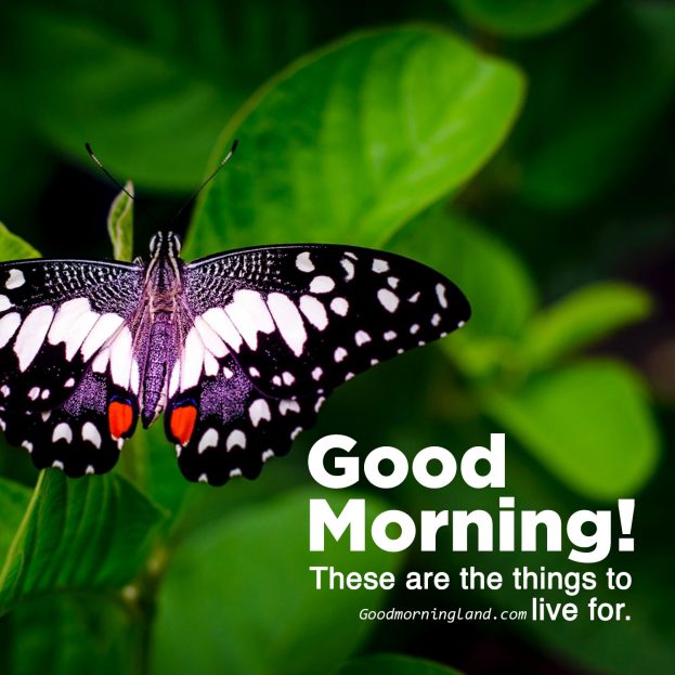 Lovely Day, love Good morning Friday images - Good Morning Images, Quotes, Wishes, Messages, greetings & eCard Images