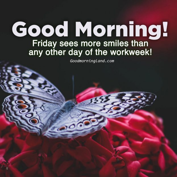 Lovely pictures that say Good morning Friday - Good Morning Images, Quotes, Wishes, Messages, greetings & eCard Images
