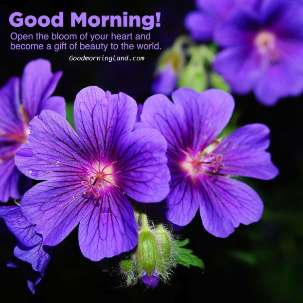 Most innovative Good morning flowers with images - Good Morning Images, Quotes, Wishes, Messages, greetings & eCard Images