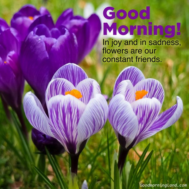 Most searched Good morning flowers with images - Good Morning Images, Quotes, Wishes, Messages, greetings & eCard Images