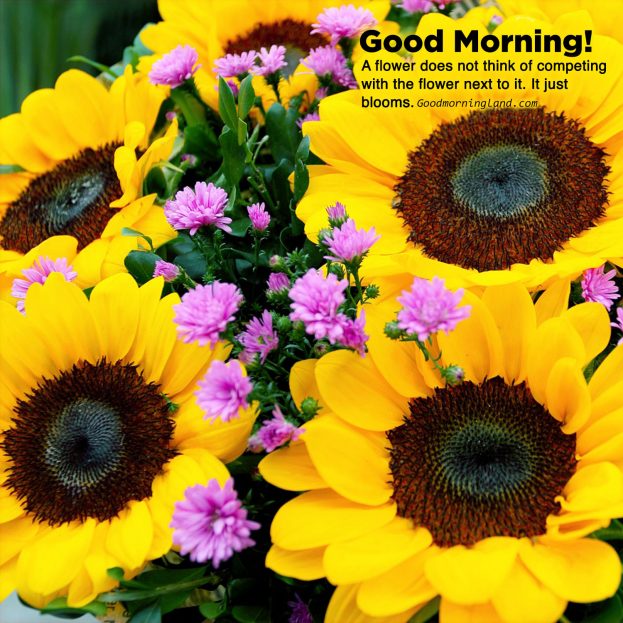 Recent collection of Good morning flowers with images - Good Morning Images, Quotes, Wishes, Messages, greetings & eCard Images