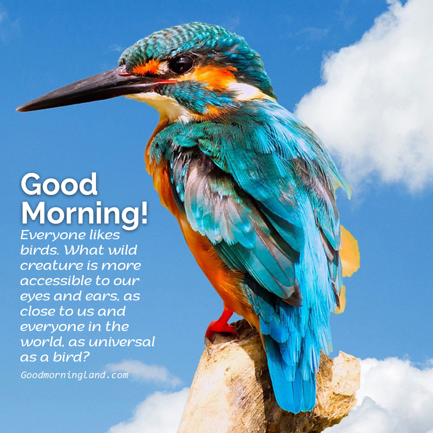Send your boyfriend Girlfriend the best Good Morning Birds Images ...