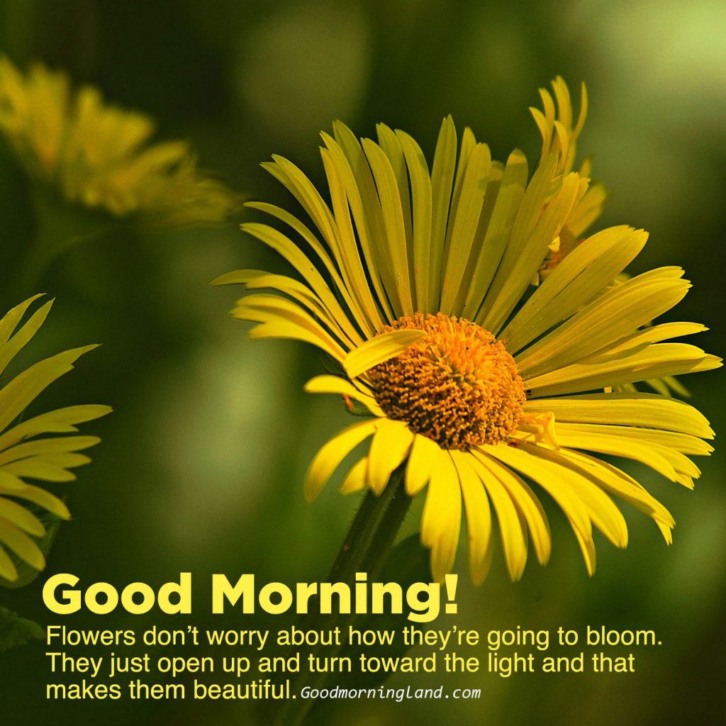 Spread and share Good morning flowers with images - Good Morning Images ...