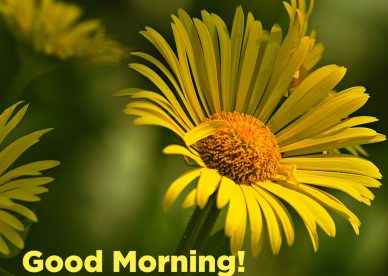 Spread and share Good morning flowers with images - Good Morning Images, Quotes, Wishes, Messages, greetings & eCard Images