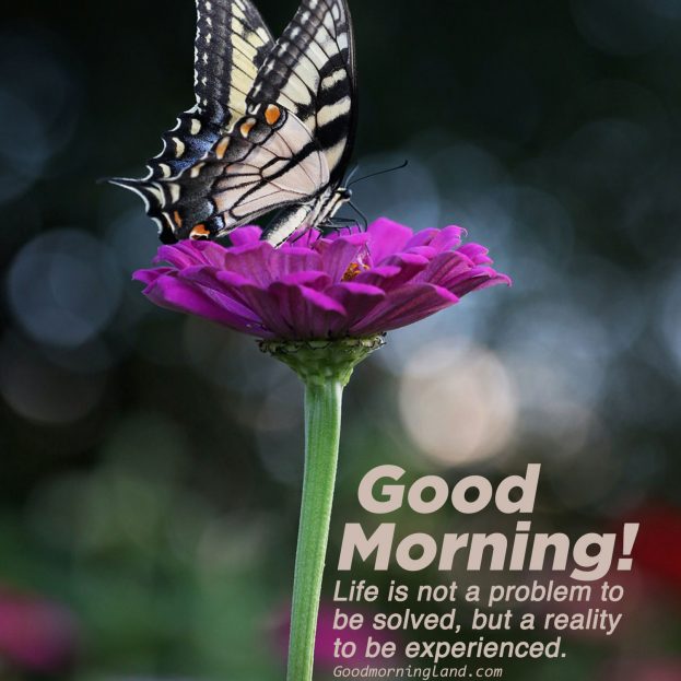Spread joy and love by sending Good morning Friday images - Good Morning Images, Quotes, Wishes, Messages, greetings & eCard Images