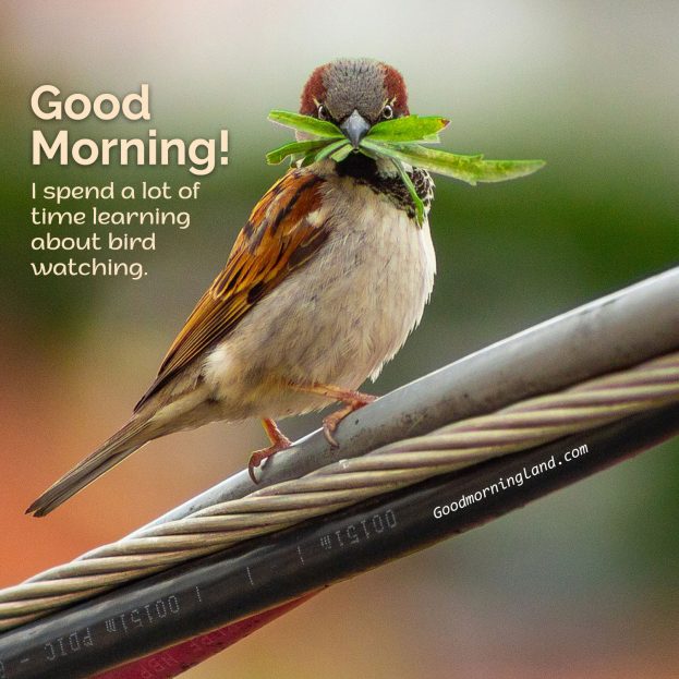 Start your morning by sharing beautiful Good Morning Birds Images - Good Morning Images, Quotes, Wishes, Messages, greetings & eCard Images