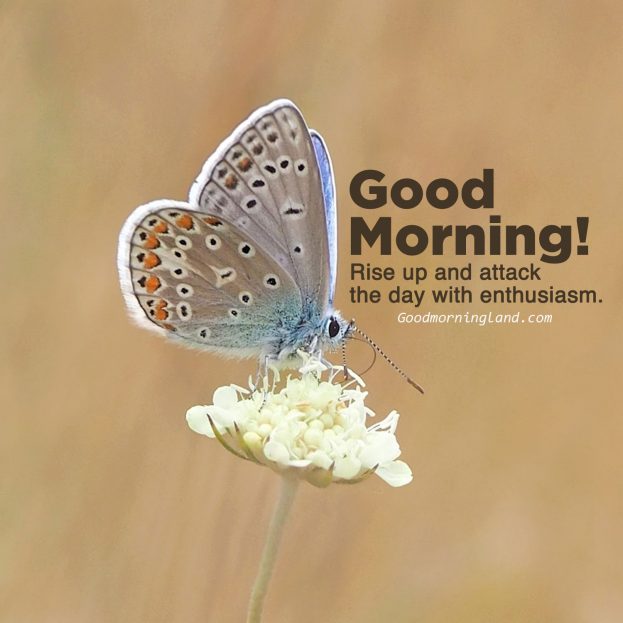 Surprise friends with beautiful Good morning message on Friday - Good Morning Images, Quotes, Wishes, Messages, greetings & eCard Images