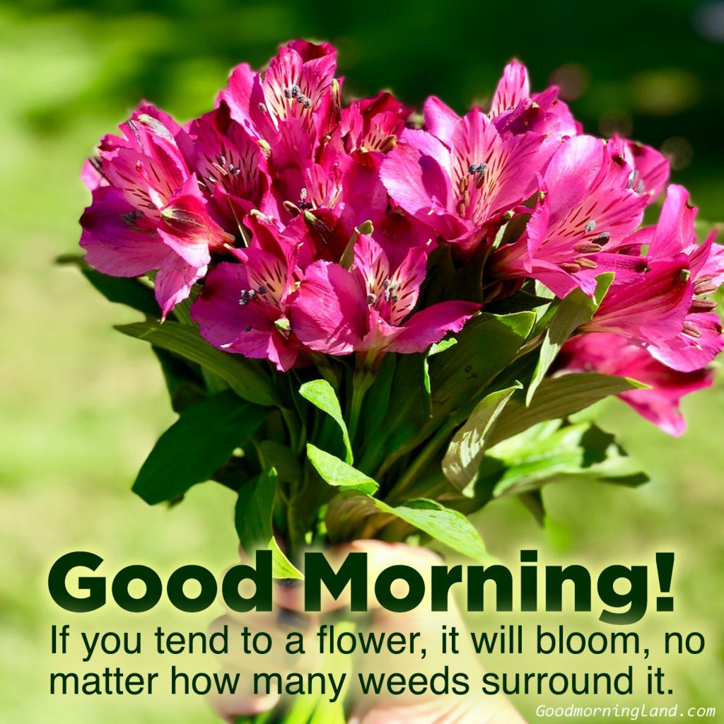 Top animated Good morning flowers with images Good Morning Images