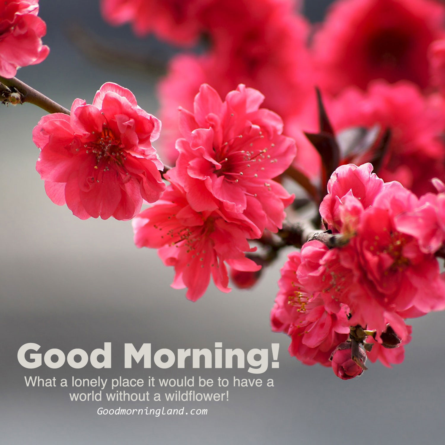 good morning flowers quotes