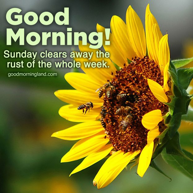 Awesome and Good morning Sunday morning images - Good Morning Images, Quotes, Wishes, Messages, greetings & eCard Images.