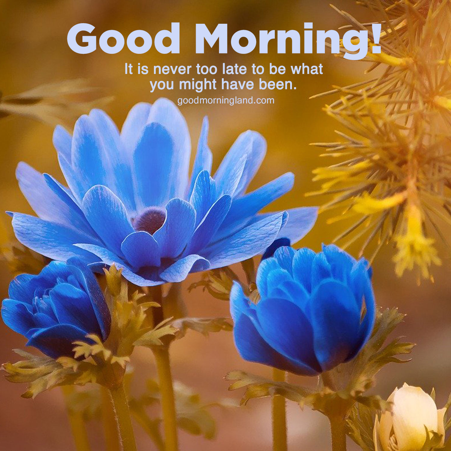 Top Animated Good Morning Blessed Quotes For Friends Good Morning Images Quotes Wishes Messages Greetings Ecards