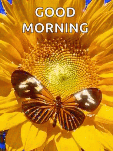 Good Morning Butterfly, Sunflower Sparkle GIF - Good Morning Images, Quotes, Wishes, Messages, greetings & eCard Images