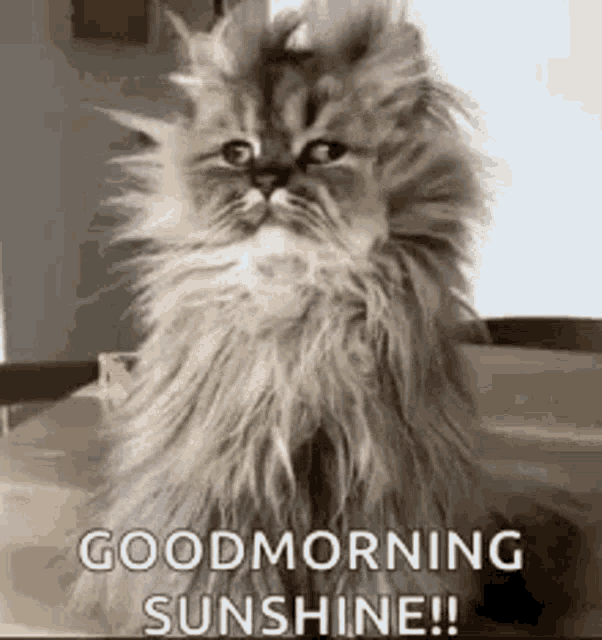 Good Morning Funny Dog Wake Up GIF - Good Morning Images, Quotes, Wishes,  Messages, greetings & eCards