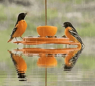 Good Morning My Boys Couple Birds GIF - Good Morning Images, Quotes, Wishes, Messages, greetings & eCard Images