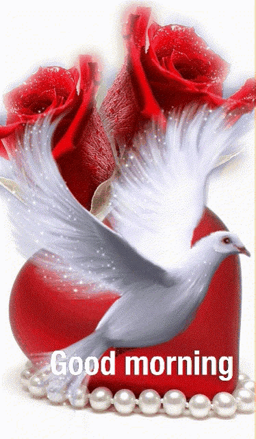 Good Morning Peace Pigeon GIFs - Good Morning Images, Quotes, Wishes,  Messages, greetings & eCards
