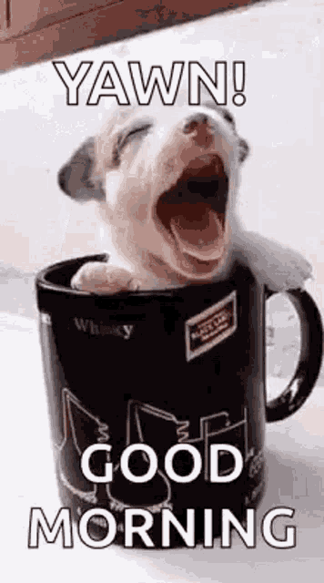Good Morning Puppy Cup Yawn GIF - Good Morning Images, Quotes, Wishes, Messages, greetings & eCard Images