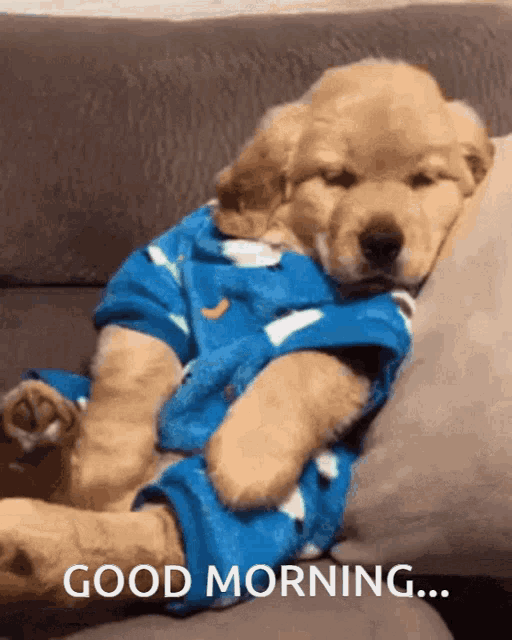 Good Morning Sleepy Dog With Pijamas Gif - Good Morning Images, Quotes, Wishes, Messages, greetings & eCard Images