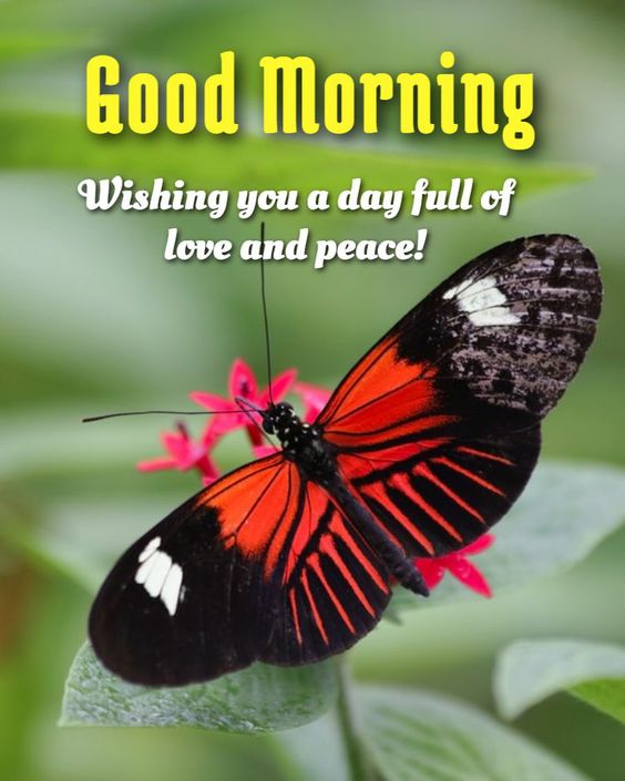 Good Morning A Day Full Of Love And Peace Images - Good Morning Images, Quotes, Wishes, Messages, greetings & eCard Images